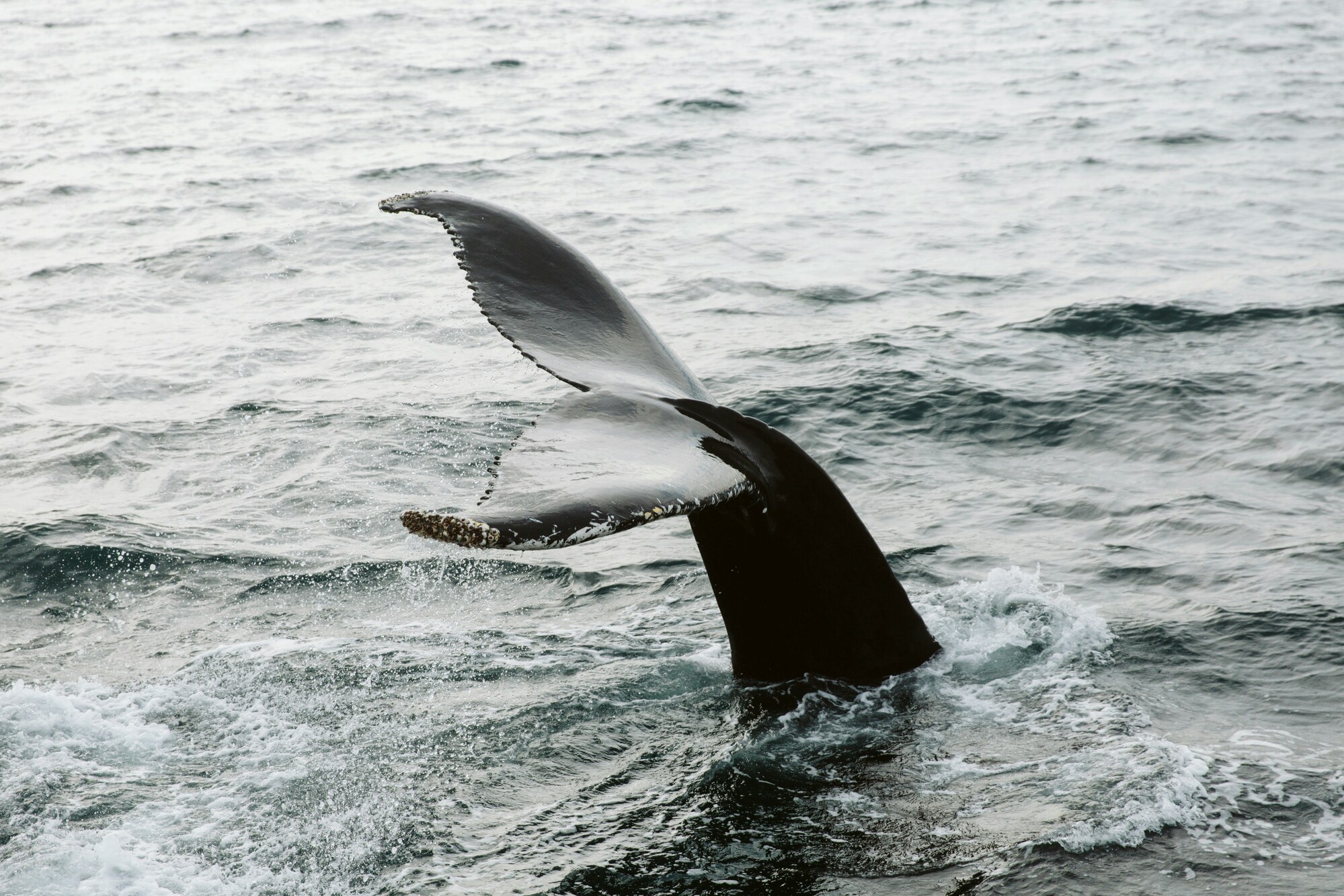Akureyri: Private Whale Watching and Arctic Coastline Tour
