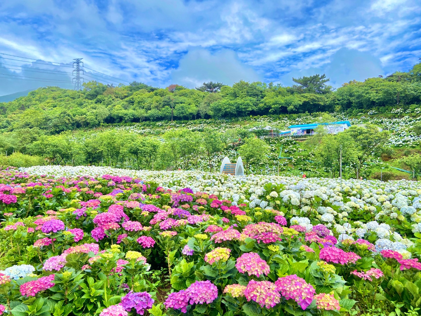 高家繡球花田門票：台北陽明山竹子湖・新北萬里