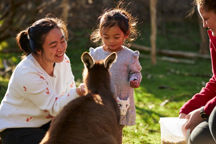 菲利普島野生動物 & 布萊頓巴士之旅