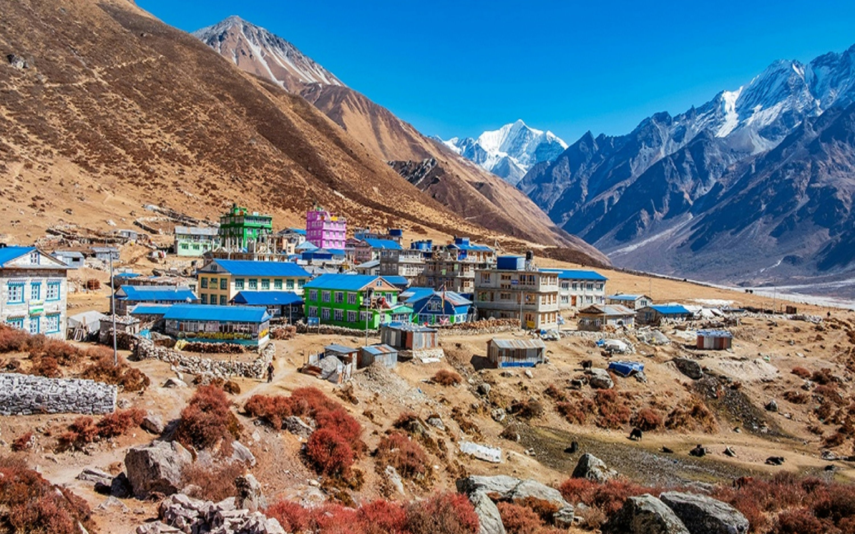 Langtang Valley Trek to Kyanjin Ri Peak 8-Day Mountain Adventure
