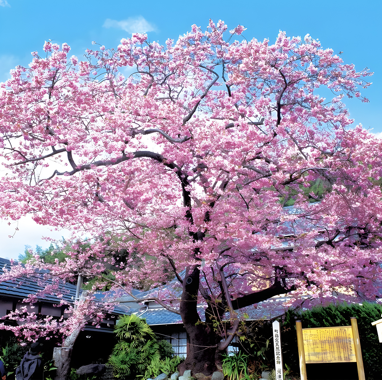 2025早春櫻花限定-河津櫻櫻花祭/櫻花之裡&草莓採摘&修善寺溫泉一日遊