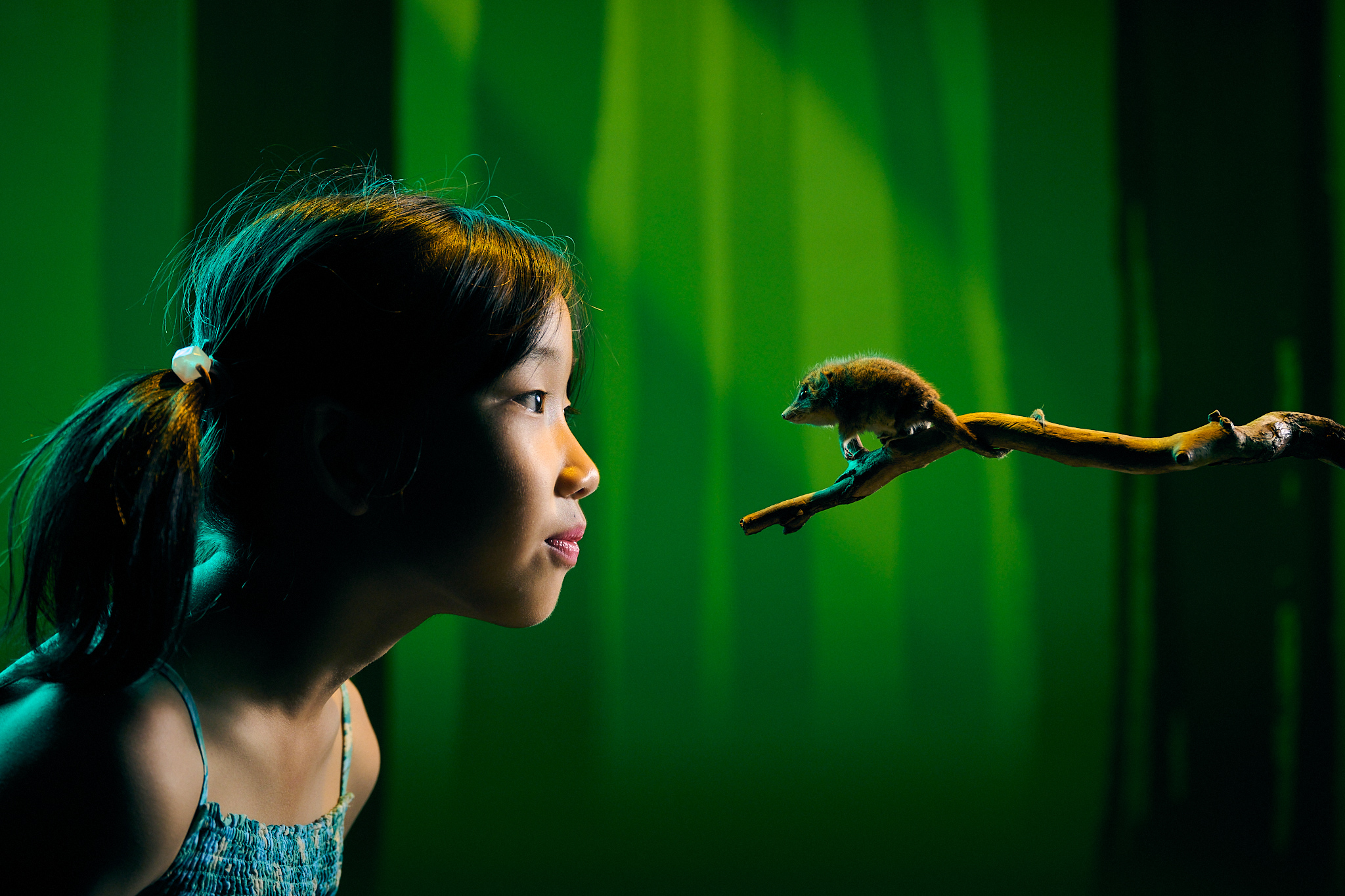 Journey through lush rainforest canopies encountering animals thriving in vibrant landscapes