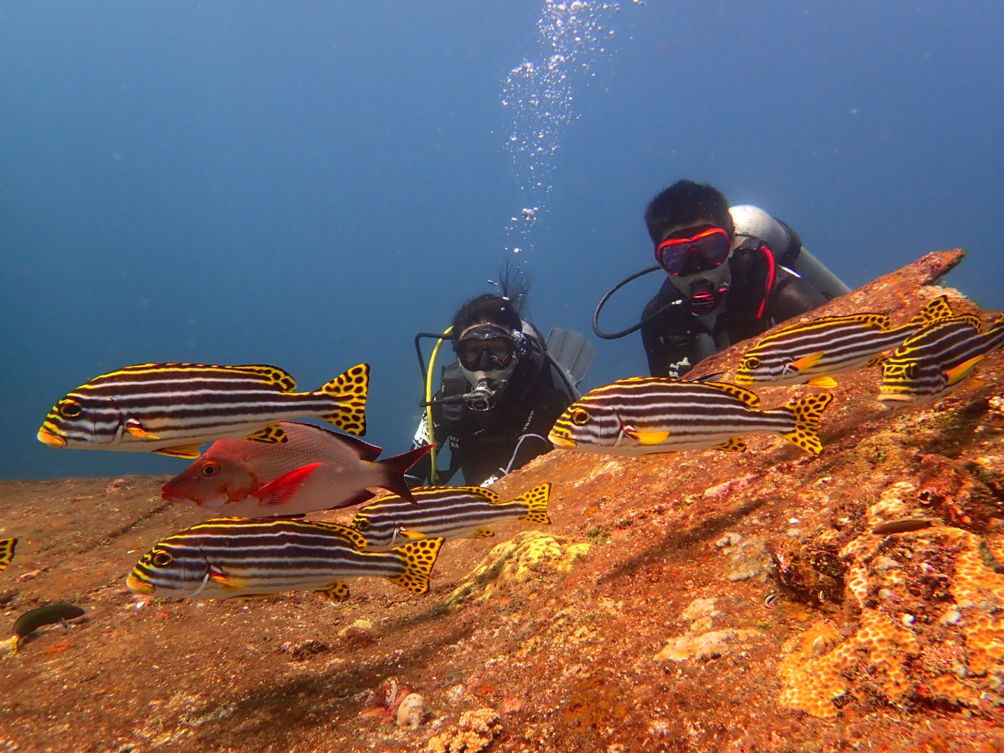巴厘島Tulamben / Amed / Padang Bai / Gili Tepekong / Nusa Penida浮潛體驗（Bali Aqua Dive提供）