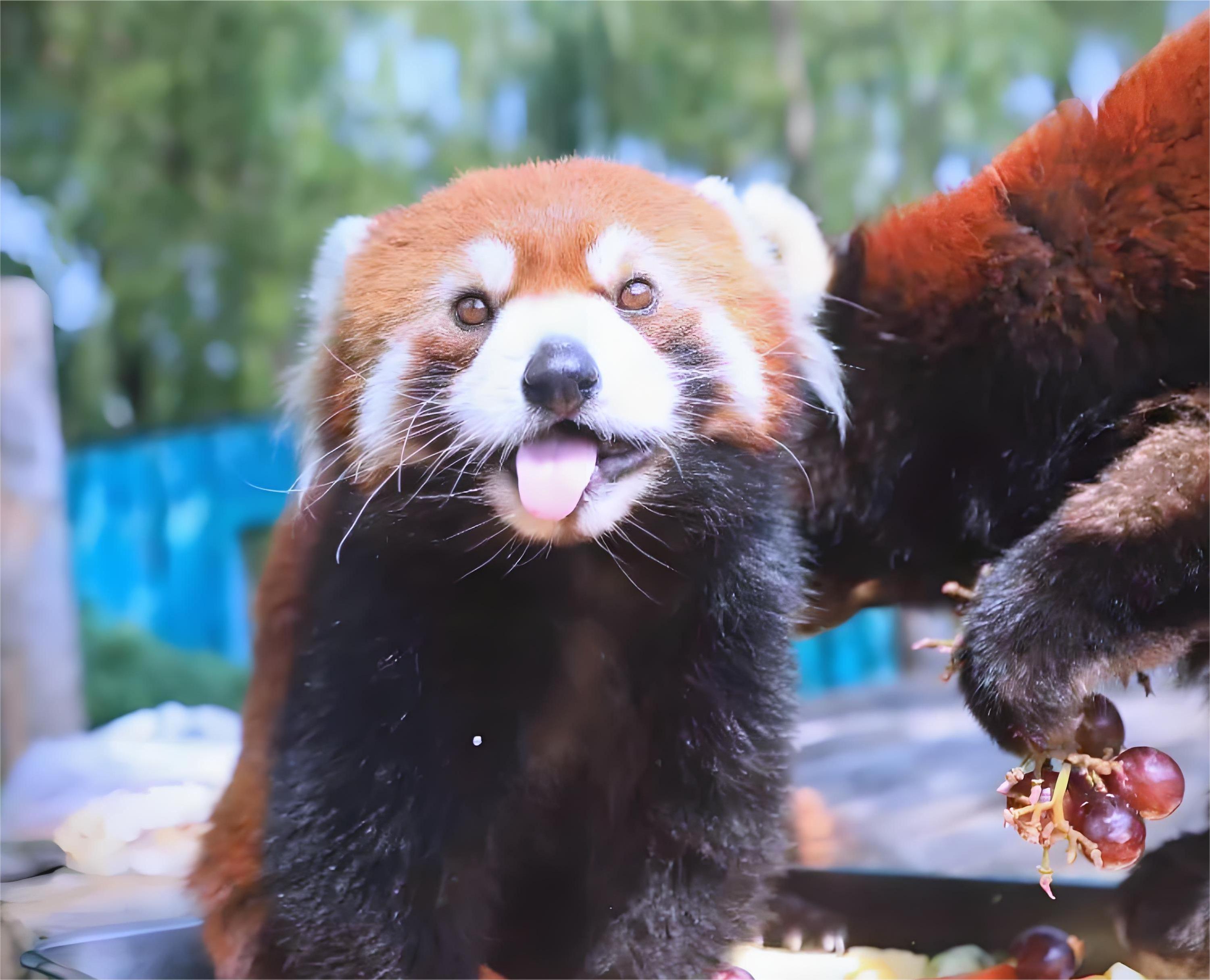 北京動物園+大熊貓館+八達嶺長城私人導覽1日遊