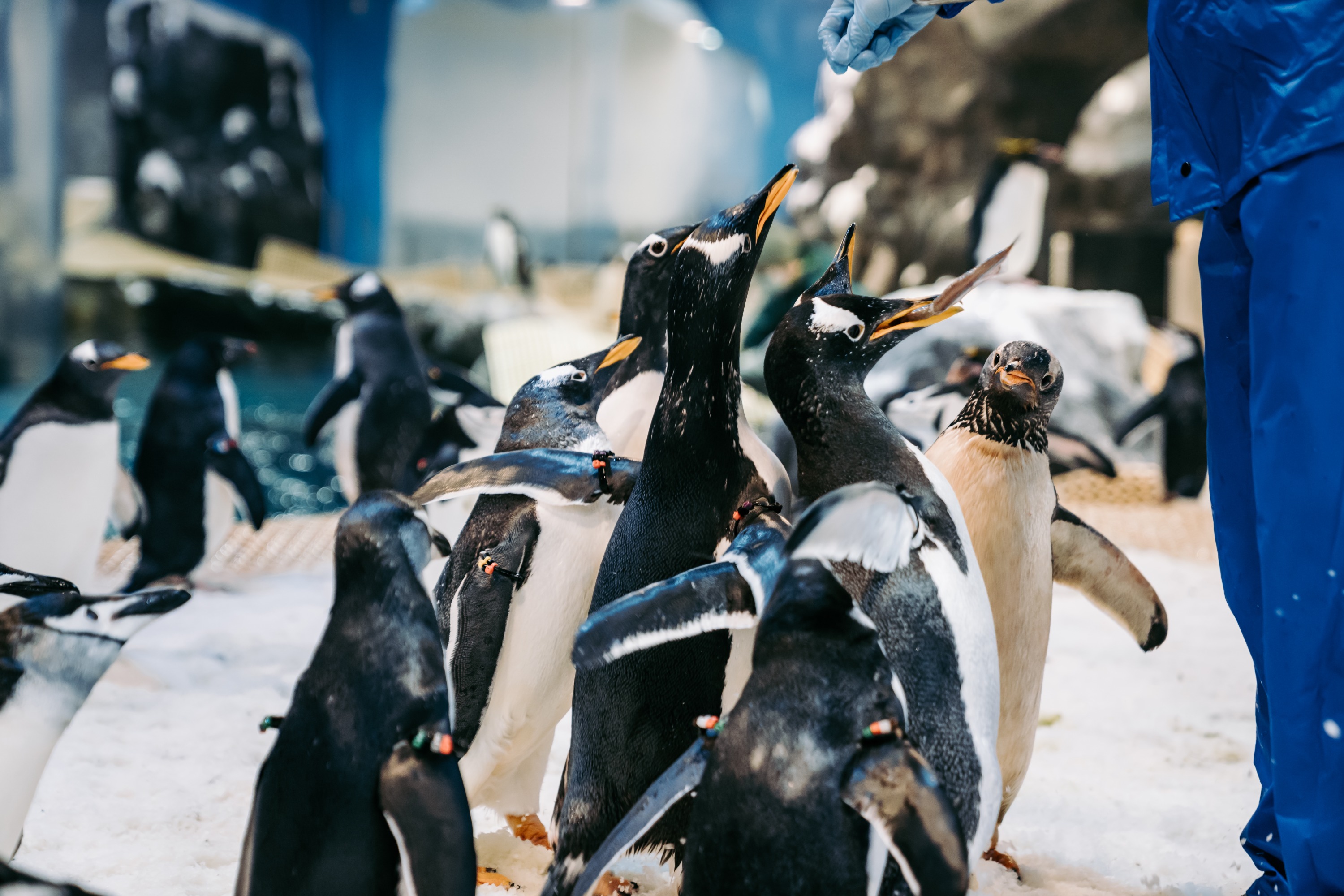 Penguin Encounter at National Museum of Marine Biology & Aquarium