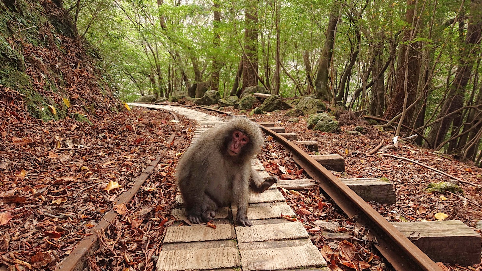 屋久島徒步之旅