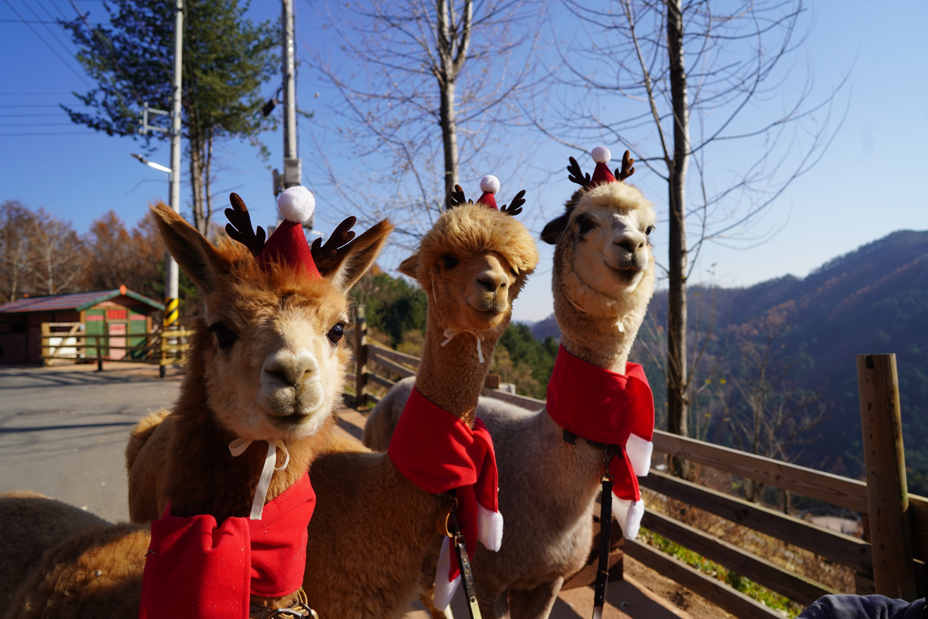 草泥馬世界 草泥馬世界