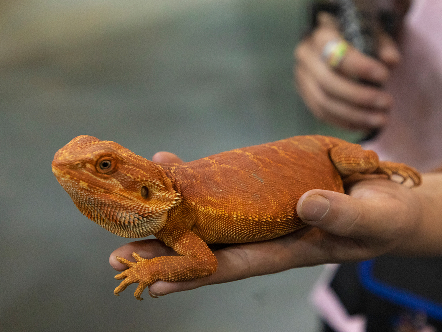 深圳野恩動物樂園（龍崗萬達廣場店）能摸、能抱、投餵互動、零距離接觸萌寵