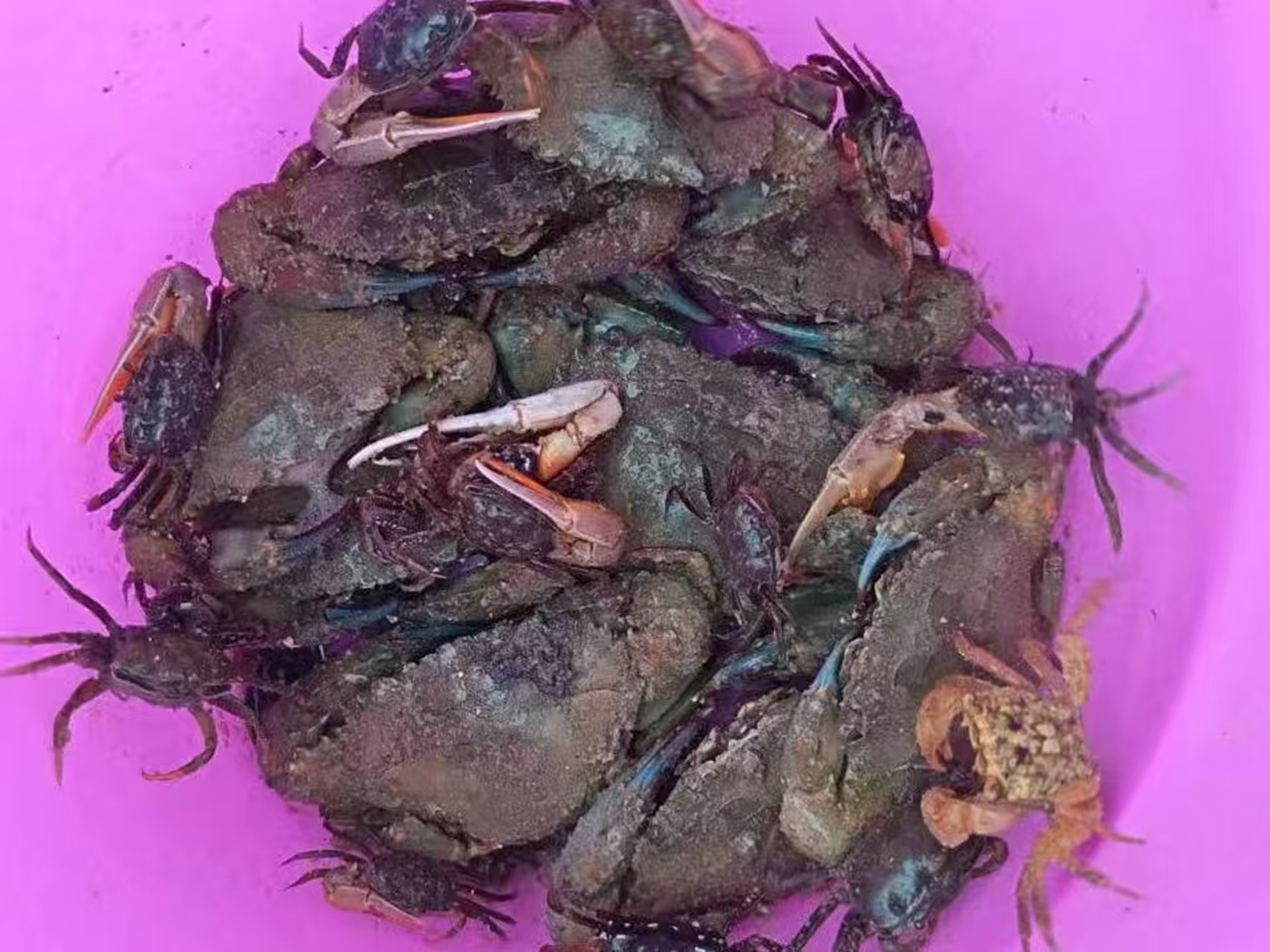紫桶裡堆滿青蟹，蟹殼帶泥汙、蟹鉗泛著藍橙光澤，是趕海收穫量足的生動體現
