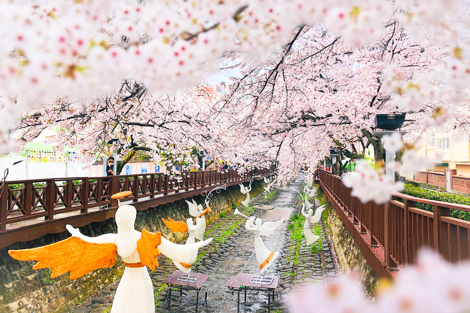 Jinhae Cherry Blossom Tour from Seoul