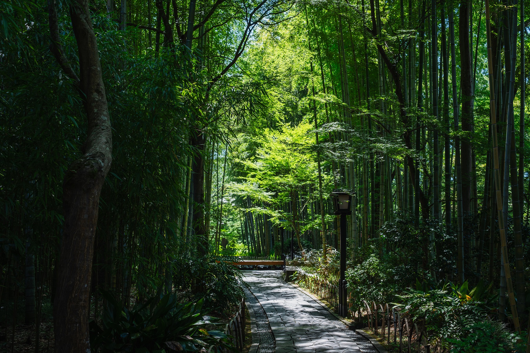 伊豆半島: 大室山 & 城崎海岸 & 伊豆全景公園 & 小室山 & 來宮神社 & 富士山絕景攝影地2日遊 (入住伊豆溫泉飯店)