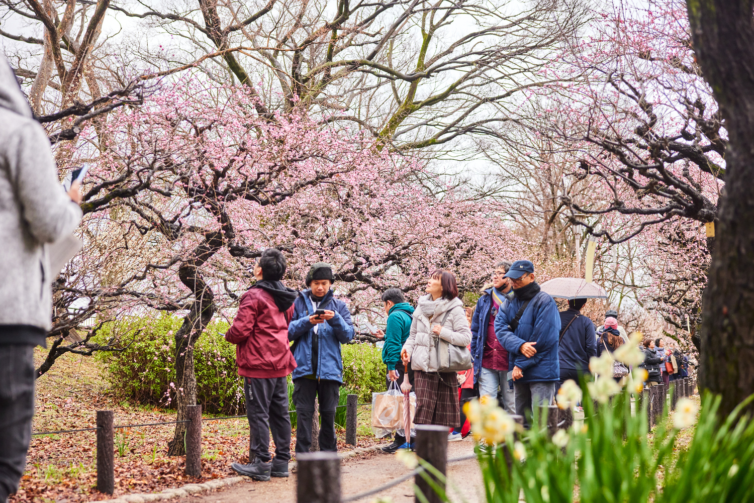 For details on the most popular Hanami plans, please visit