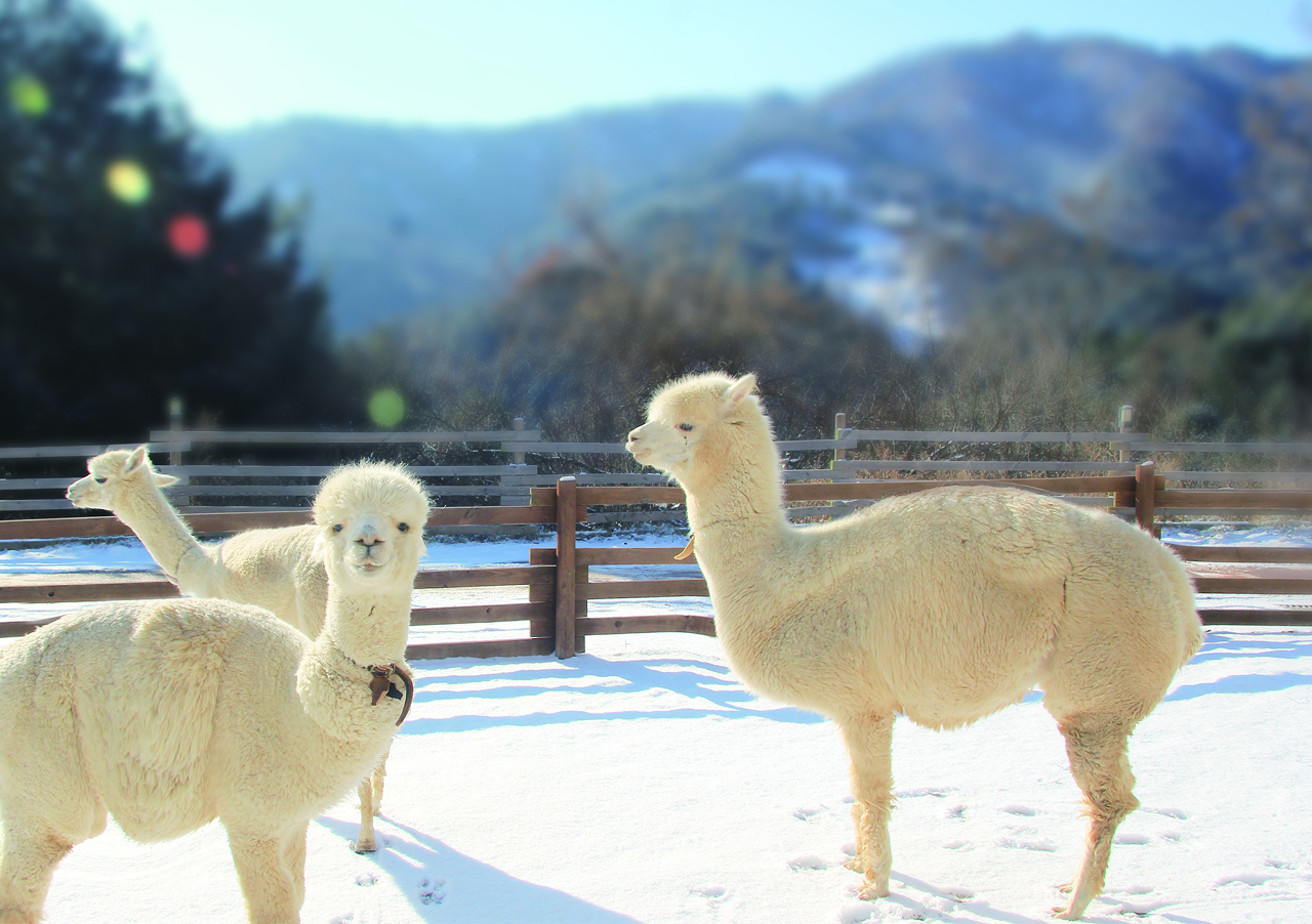 草泥馬樂園的冬日❄
走進毛茸茸的冬季仙境,看著草泥馬在如童話故事般的雪景中漫步。 草泥馬樂園的冬日❄
走進毛茸茸的冬季仙境,看著草泥馬在如童話故事般的雪景中漫步。