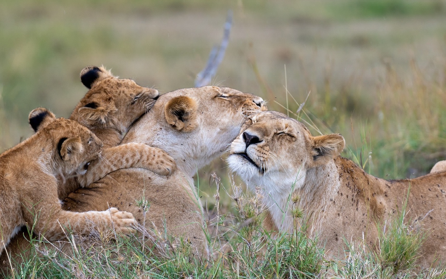 Maasai Mara Adventure: A Thrilling 3-Day Safari from Nairobi
