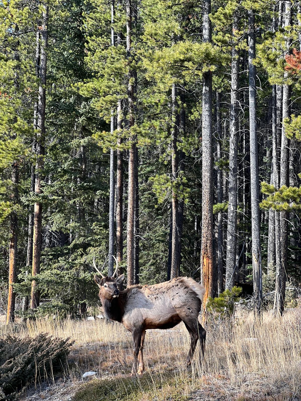 Wildlife