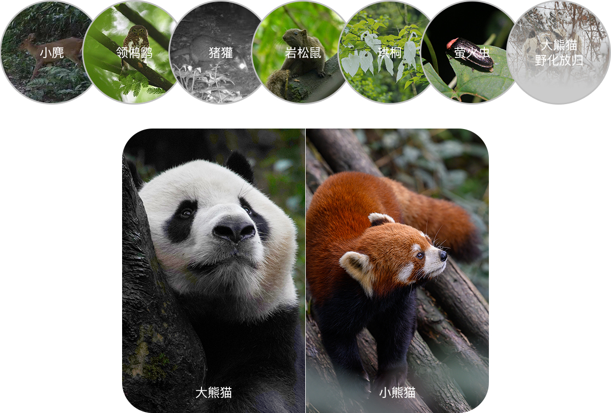 Chengdu Dujiangyan Panda Valley One-Day Tour Private Group