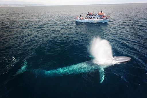 Davey's Locker Whale Watching Cruises in Los Angeles