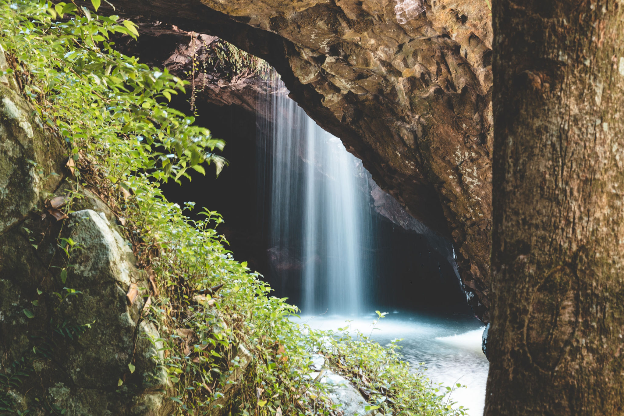 Springbrook &amp; Tamborine Rainforest Tour