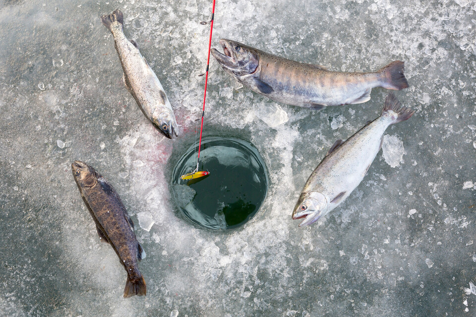 冰釣是這裡的重頭戲——沒有什麼比看著山鱒魚從你鑿開的冰洞中躍出水面更令人興奮了。