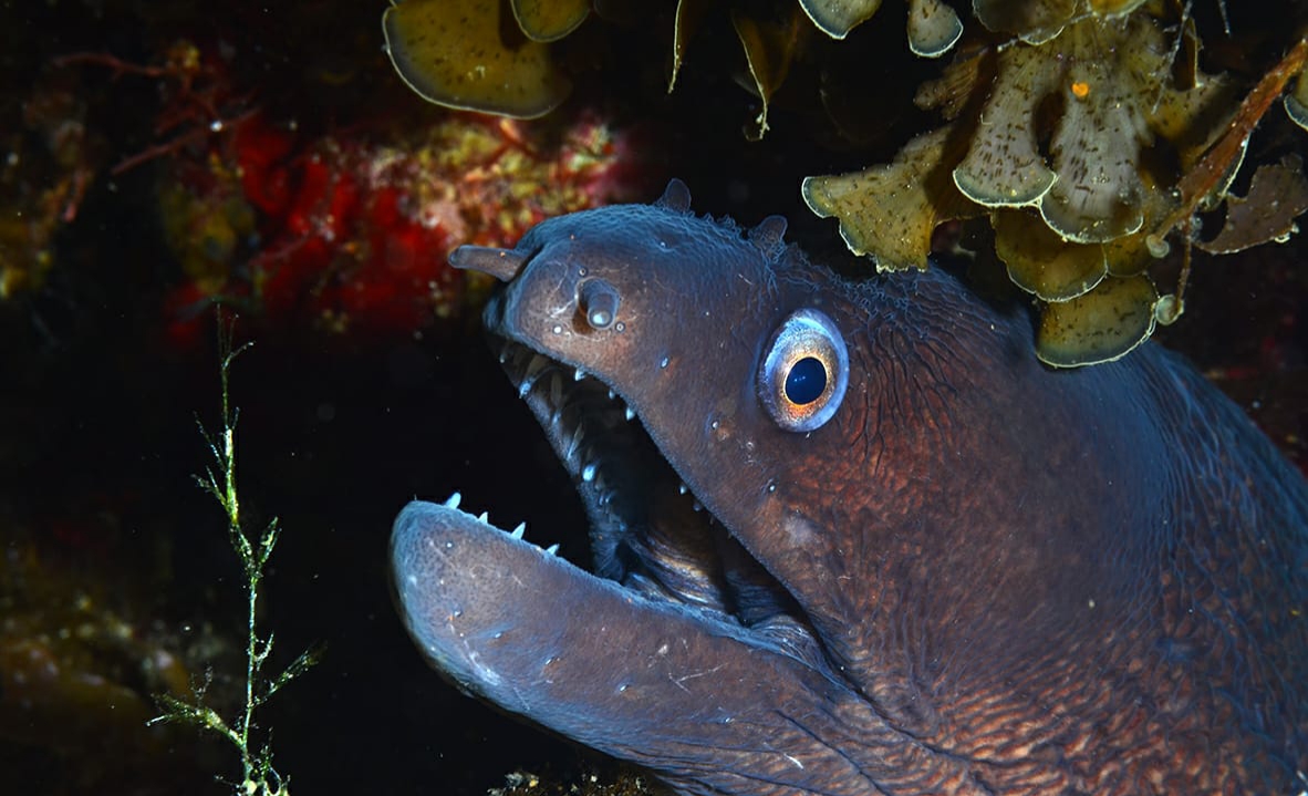 PADI Advanced Open Water Diver