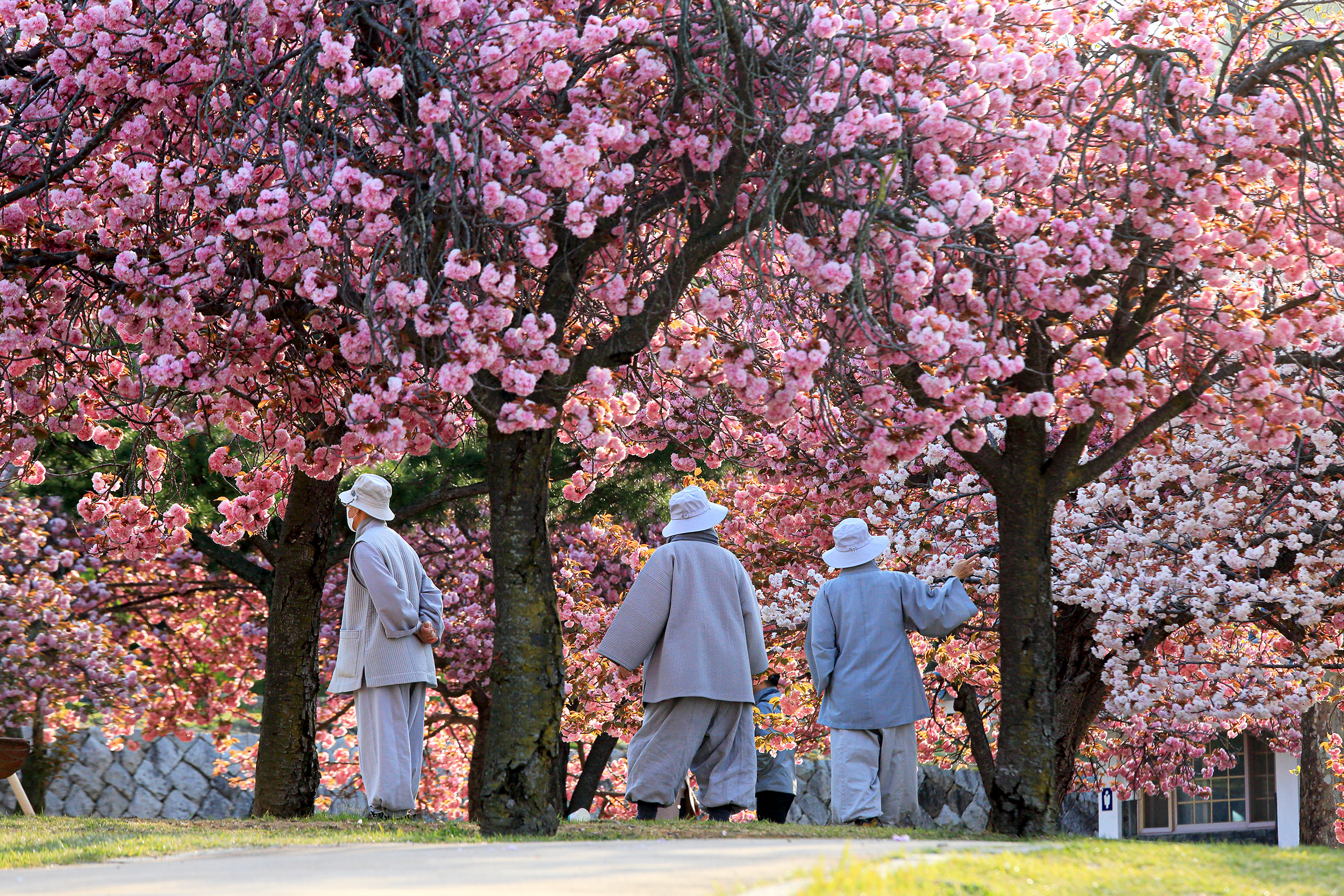 佛國寺的帝王櫻花景點是春天另一個必訪之地。 佛國寺的帝王櫻花景點是春天另一個必訪之地。
