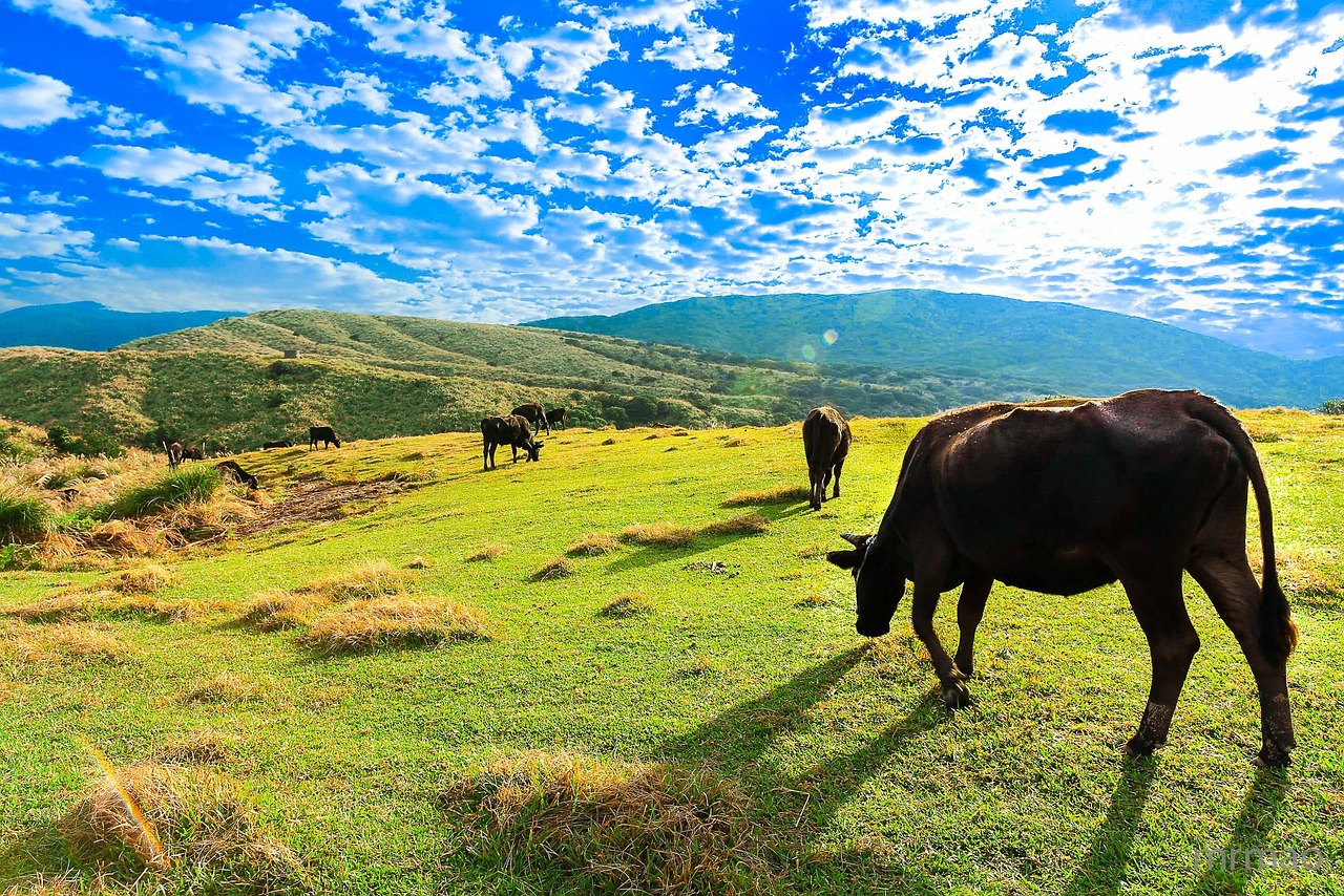 Qingtiangang Grassland