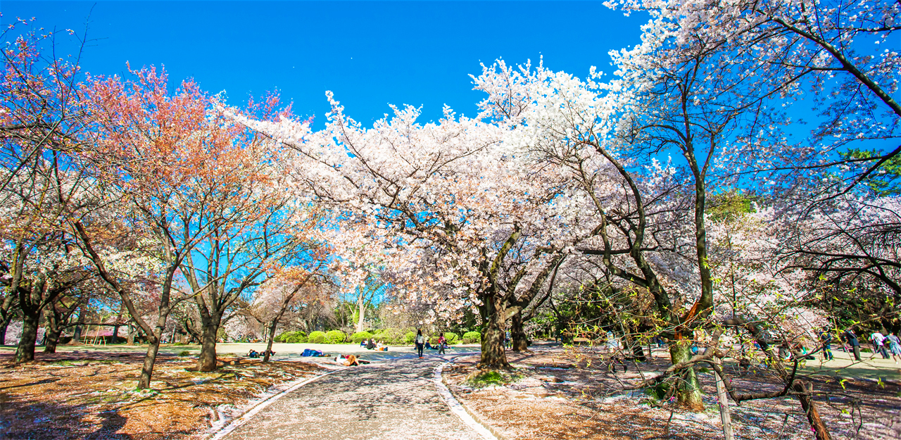 在春天,約900株的櫻花樹將以優美的花朵將整座公園染成粉紅色。 在春天,約900株的櫻花樹將以優美的花朵將整座公園染成粉紅色。