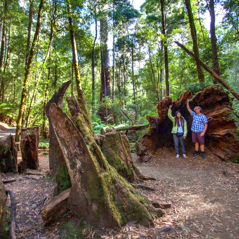 Tasmania Hobart Mount Field National Park Day Trip