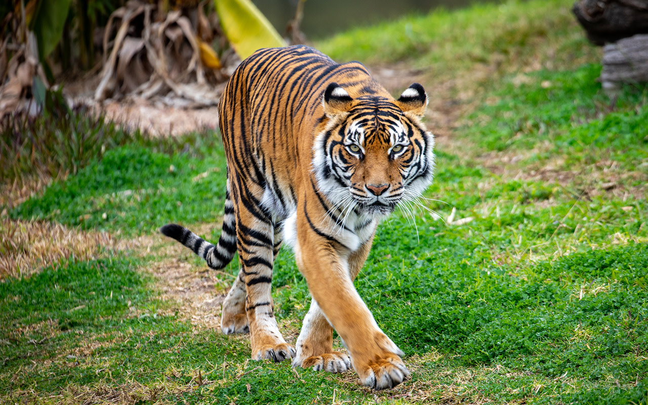體驗大型貓科動物在開放式野生動物園環境中漫步的壯麗美景
