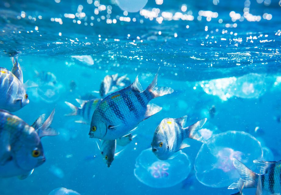 沙姆沙伊赫：沿着海岸的半潜水艇之旅