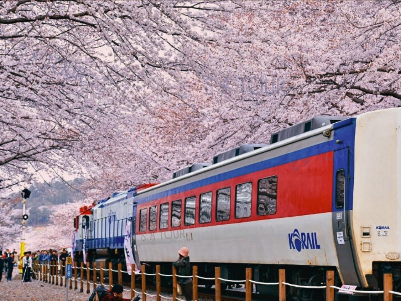 Jinhae Gunhangje Cherry Blossom Festival Day Tour from Seoul/Busan 