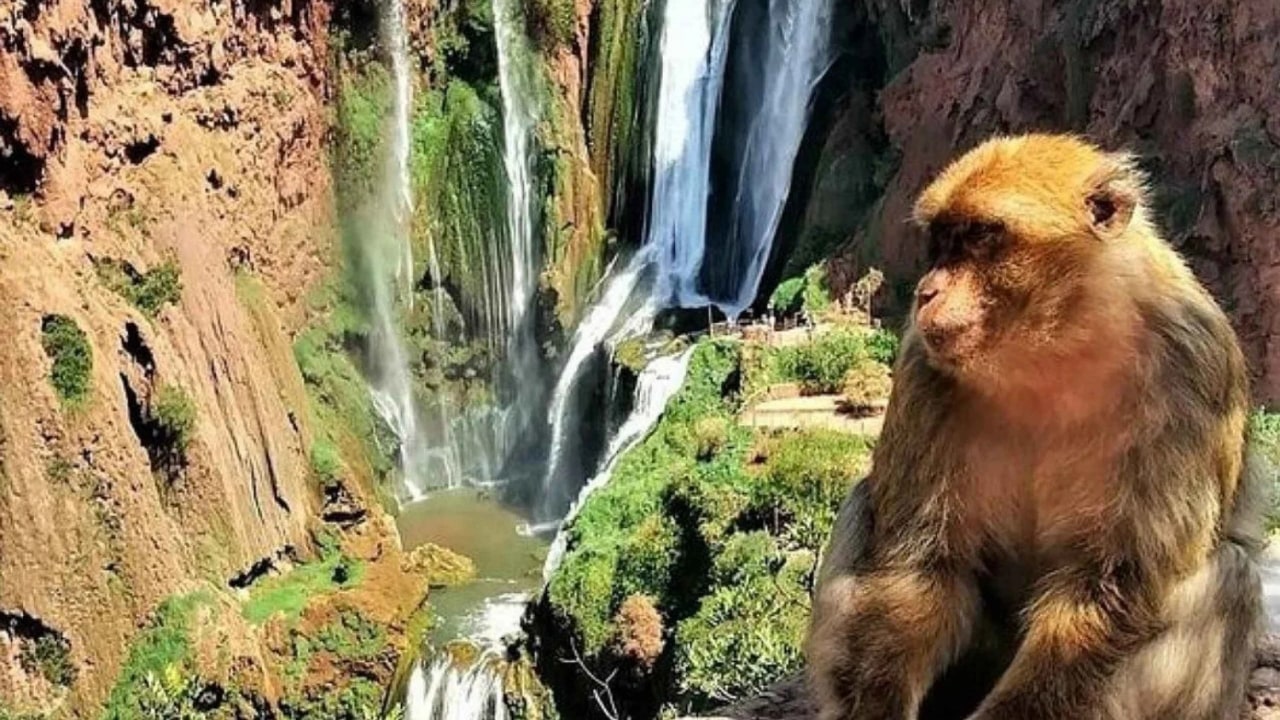 Discover the Majestic Ouzoud: Guided Hike and Tour from Marrakech