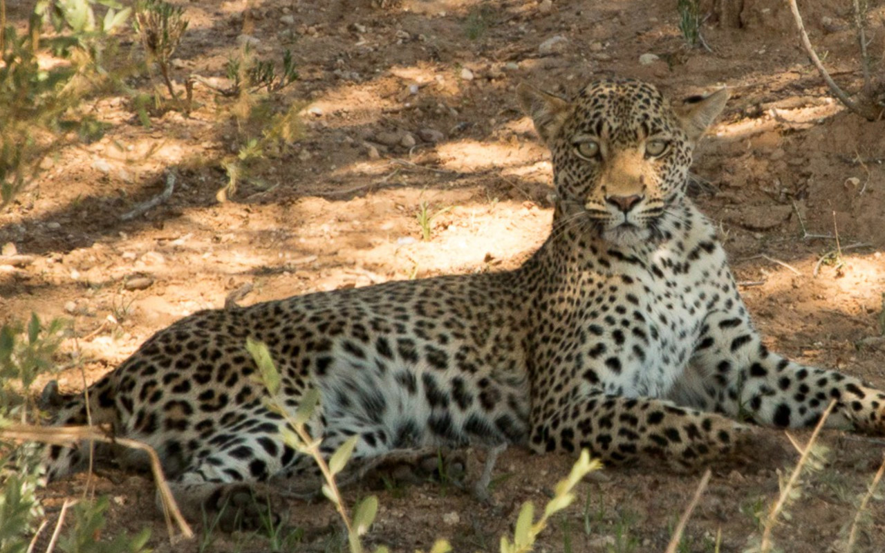 Kruger National Park Half-Day Big 5 Safari