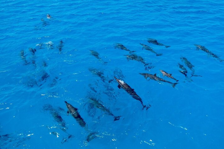 薩塔亞海豚屋過夜之旅 (Port ghalib : Sataya Dolphin House Overnight)