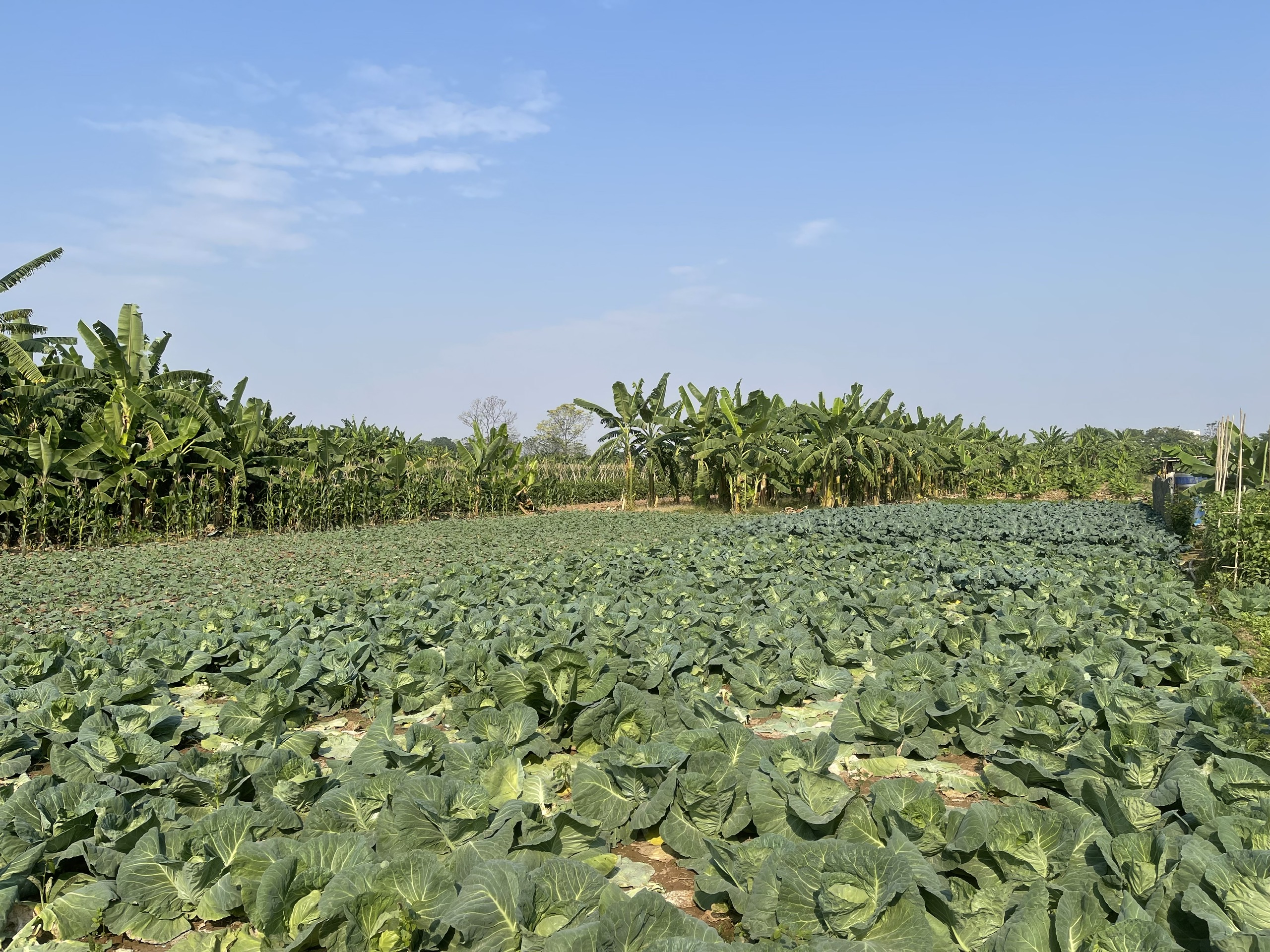 前往香蕉島一遊,這裡距離市中心僅 3 - 4 公里,其田園風光與城市景觀形成鮮明對比。 前往香蕉島一遊,這裡距離市中心僅 3 - 4 公里,其田園風光與城市景觀形成鮮明對比。