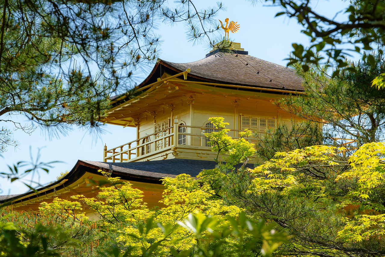 [Kyoto In-depth Tour] Nijo Castle + Kinkakuji Temple + Fushimi Inari Taisha + Arashiyama Tenryuji Temple & Bamboo Forest Trail Day Tour | Available from Osaka/Kyoto
