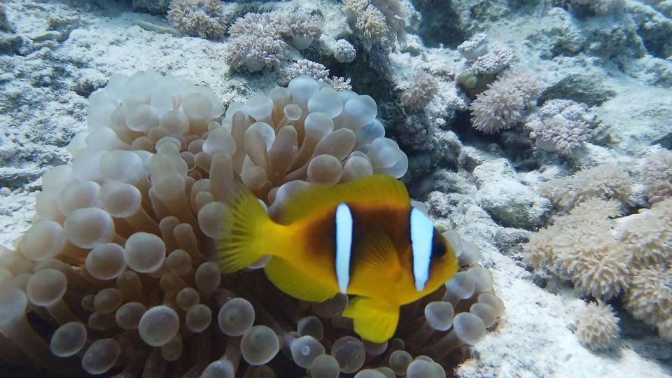 從埃爾古納出發：奧蘭治島浮潛之旅 & 風帆傘運動