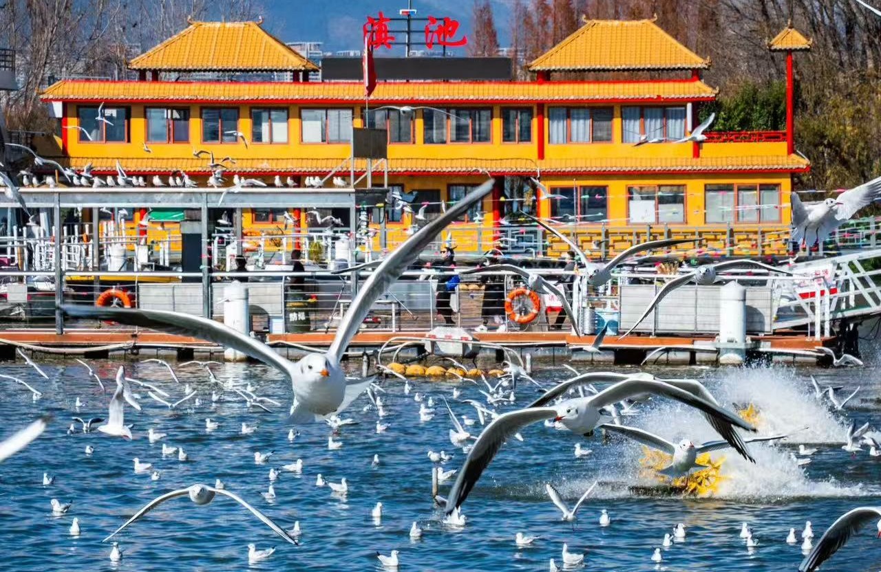 滇池流域是眾多動植物的家園,物種多樣性極為豐富。這裡有哺乳類動物 8 目 26 科 64 種,國家重點保護鳥類 52 種,爬行類 33 種,兩棲類 19 種,還有滇池金線䰾、銀白魚等珍稀特有魚類。此外,滇池的植物種類也繁多,共有 7 個植被型、8 個植被亞型、35 個群系,共 165 科 674 屬 1682 種,其中不乏金鐵鎖、金蕎麥等國家重點保護植物,是滇中高原生物多樣性的重要代表多彩雲南一日遊,邂逅別樣風情 滇池流域是眾多動植物的家園,物種多樣性極為豐富。這裡有哺乳類動物 8 目 26 科 64 種,國家重點保護鳥類 52 種,爬行類 33 種,兩棲類 19 種,還有滇池金線䰾、銀白魚等珍稀特有魚類。此外,滇池的植物種類也繁多,共有 7 個植被型、8 個植被亞型、35 個群系,共 165 科 674 屬 1682 種,其中不乏金鐵鎖、金蕎麥等國家重點保護植物,是滇中高原生物多樣性的重要代表多彩雲南一日遊,邂逅別樣風情