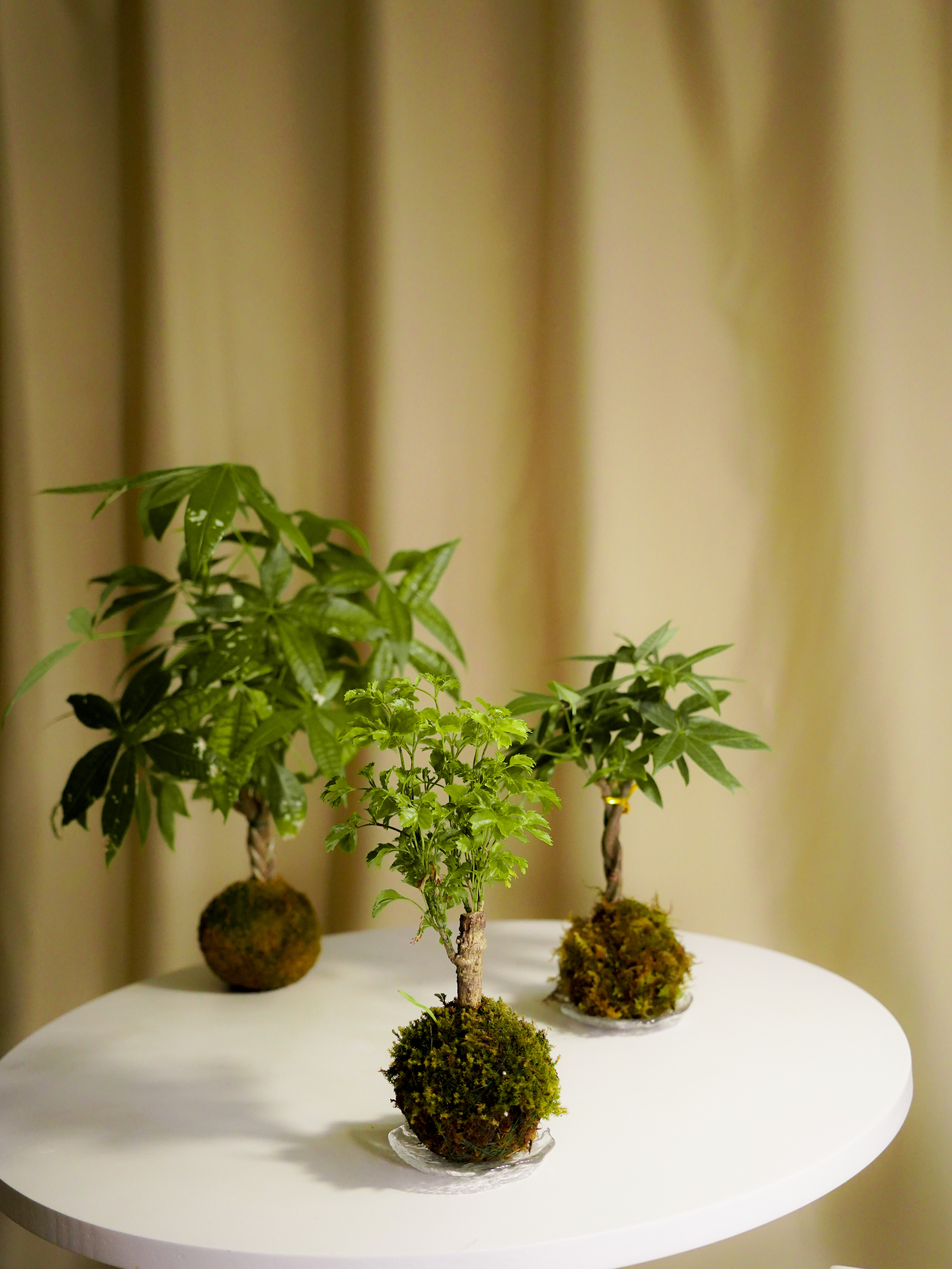 苔玉工作坊