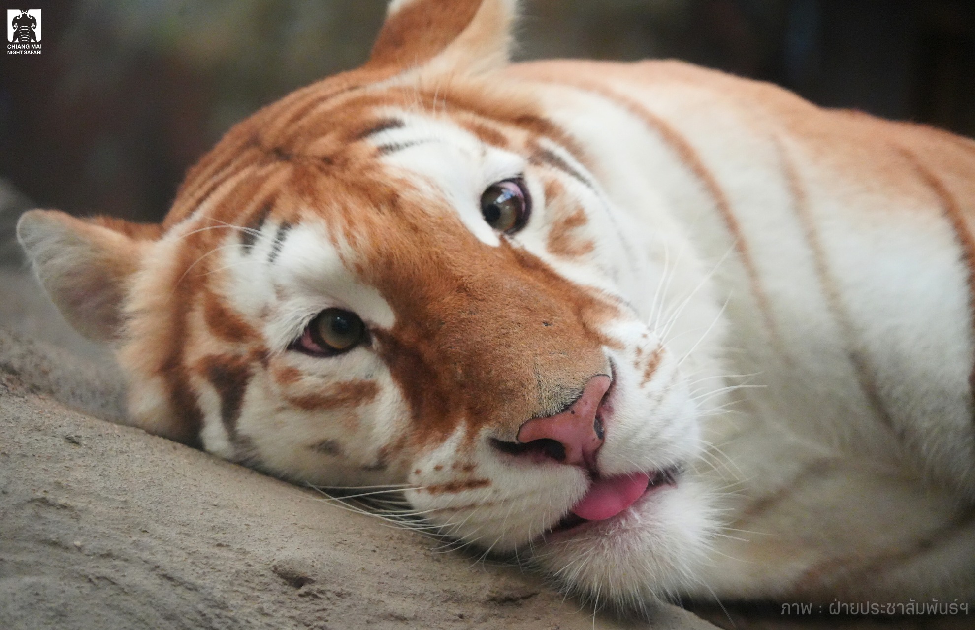 Araksa Tea Experience and Chiang Mai Night Safari Half Day Tour