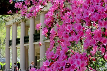 Oak Alley Plantation Half-Day Tour from New Orleans