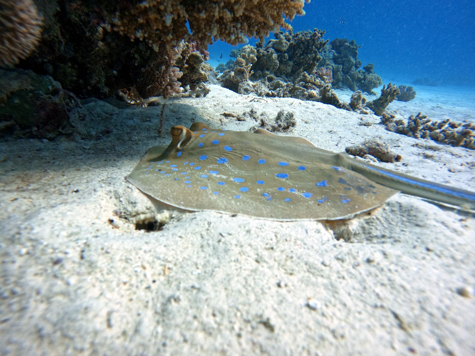 Refresh your diving skills in Hurghada with PADI 5 star centre