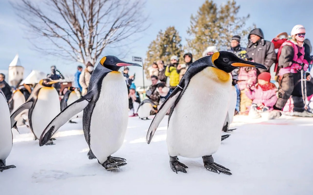 Asahiyama Zoo One-day Winter Tour