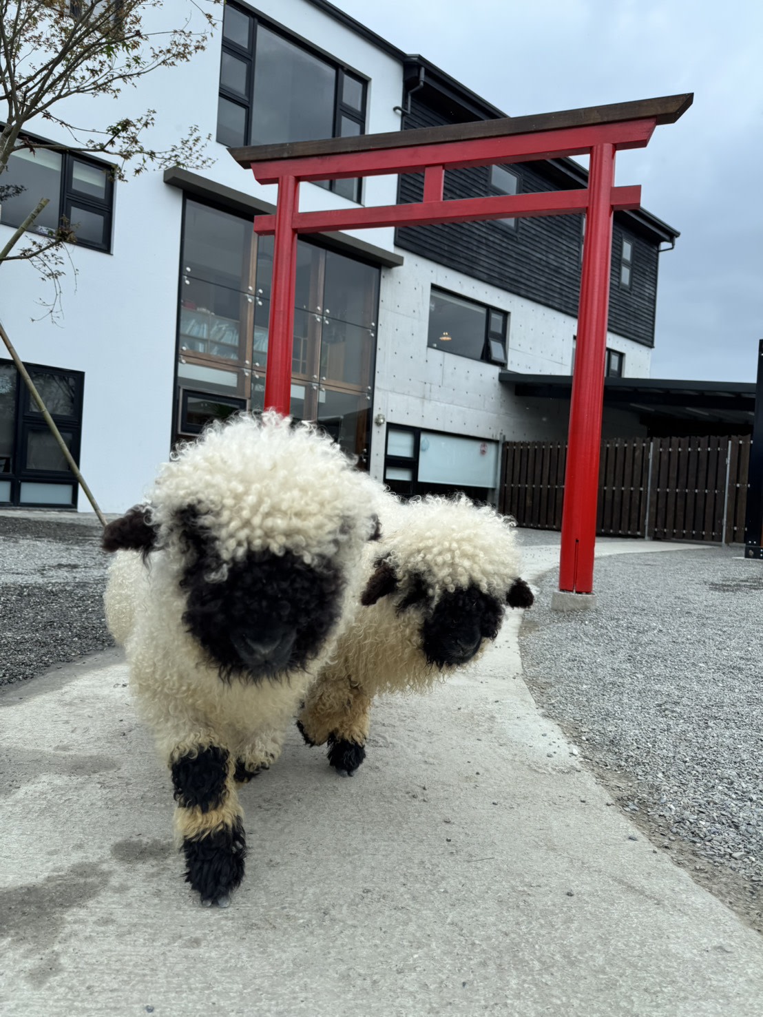 一次餵遍水豚君、梅花鹿與草泥馬,療癒動物全收藏