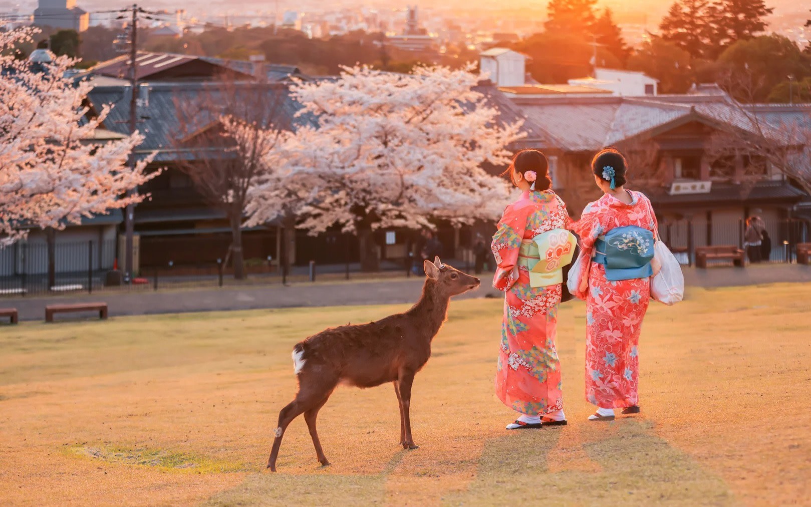 [Sakura Season Limited Nara Cherry Blossom Viewing] Nara Park, Todaiji Temple, and Yoshinoyama Cherry Blossom Viewing Day Tour (Depart from Osaka)