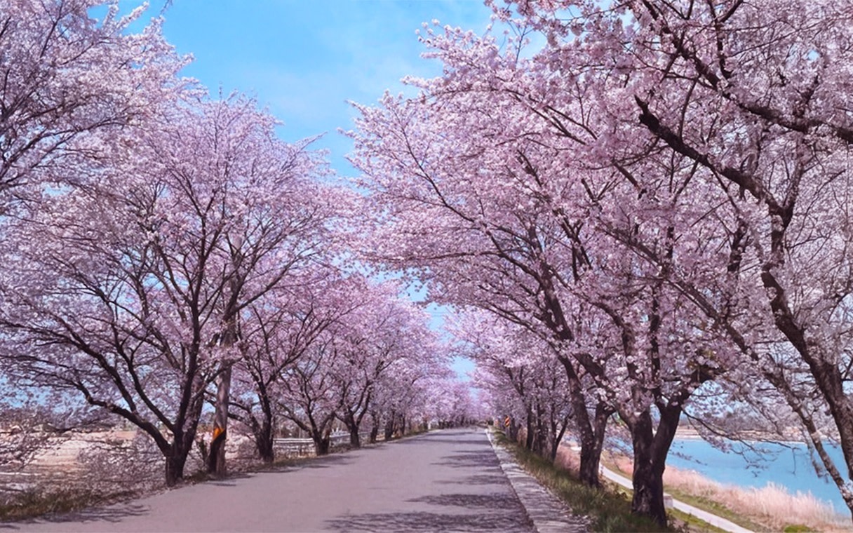 Jeonju Hanok Village & Deokjin Park Spring Blossoms Tour