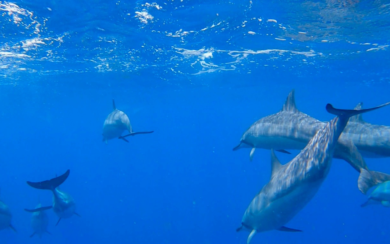 一睹活潑的海豚和溫柔的海龜在海中悠游的迷人景象 一睹活潑的海豚和溫柔的海龜在海中悠游的迷人景象