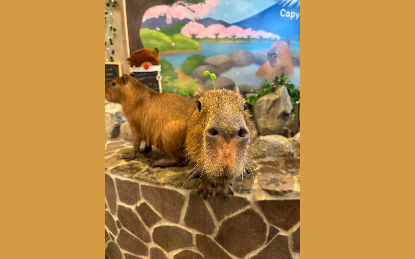 【Tokyo Harajuku】Capybara cafe Moffu