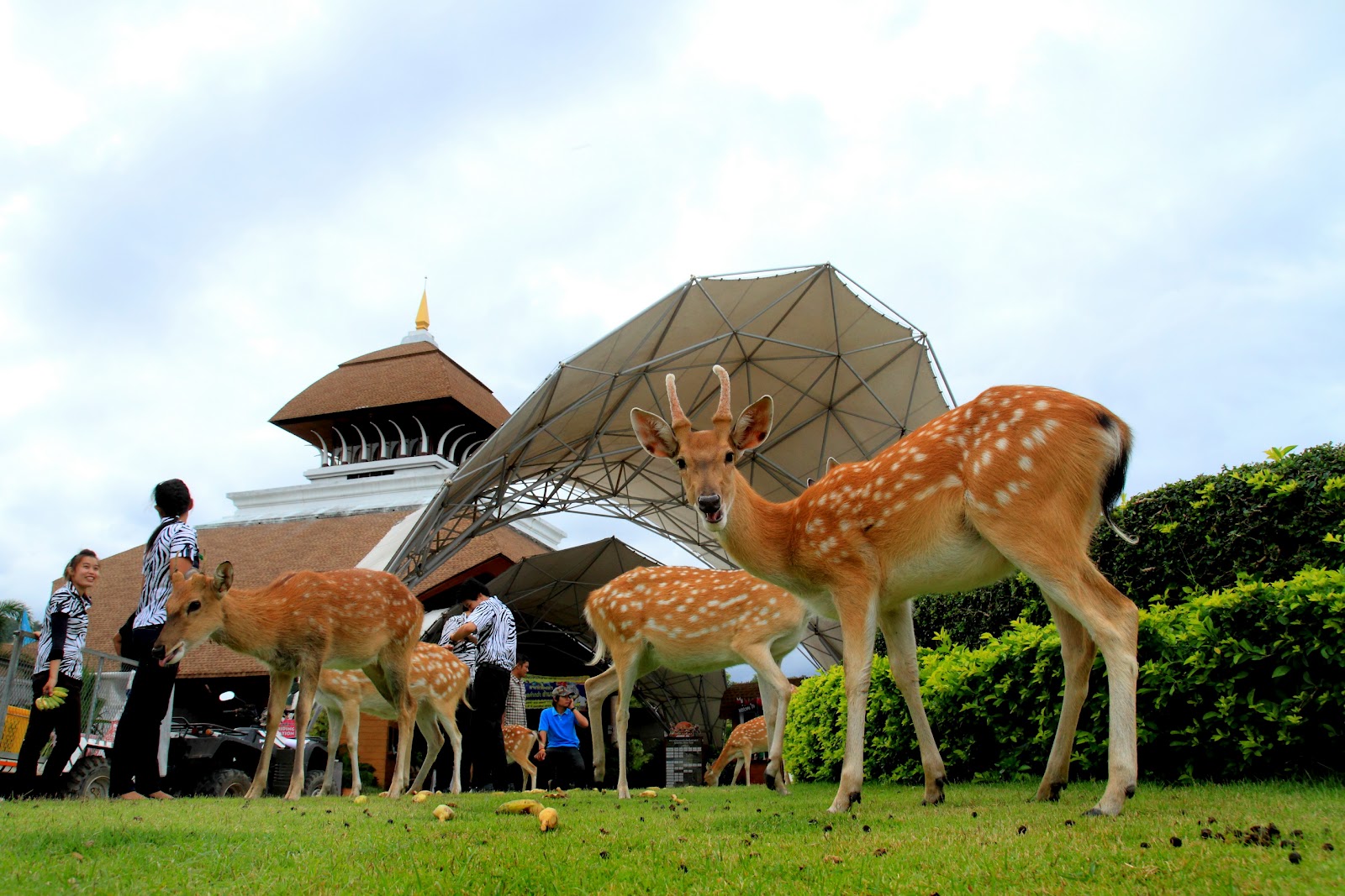 Buffalo Island Resort and Jungle Adventure Park Afternoon tea 