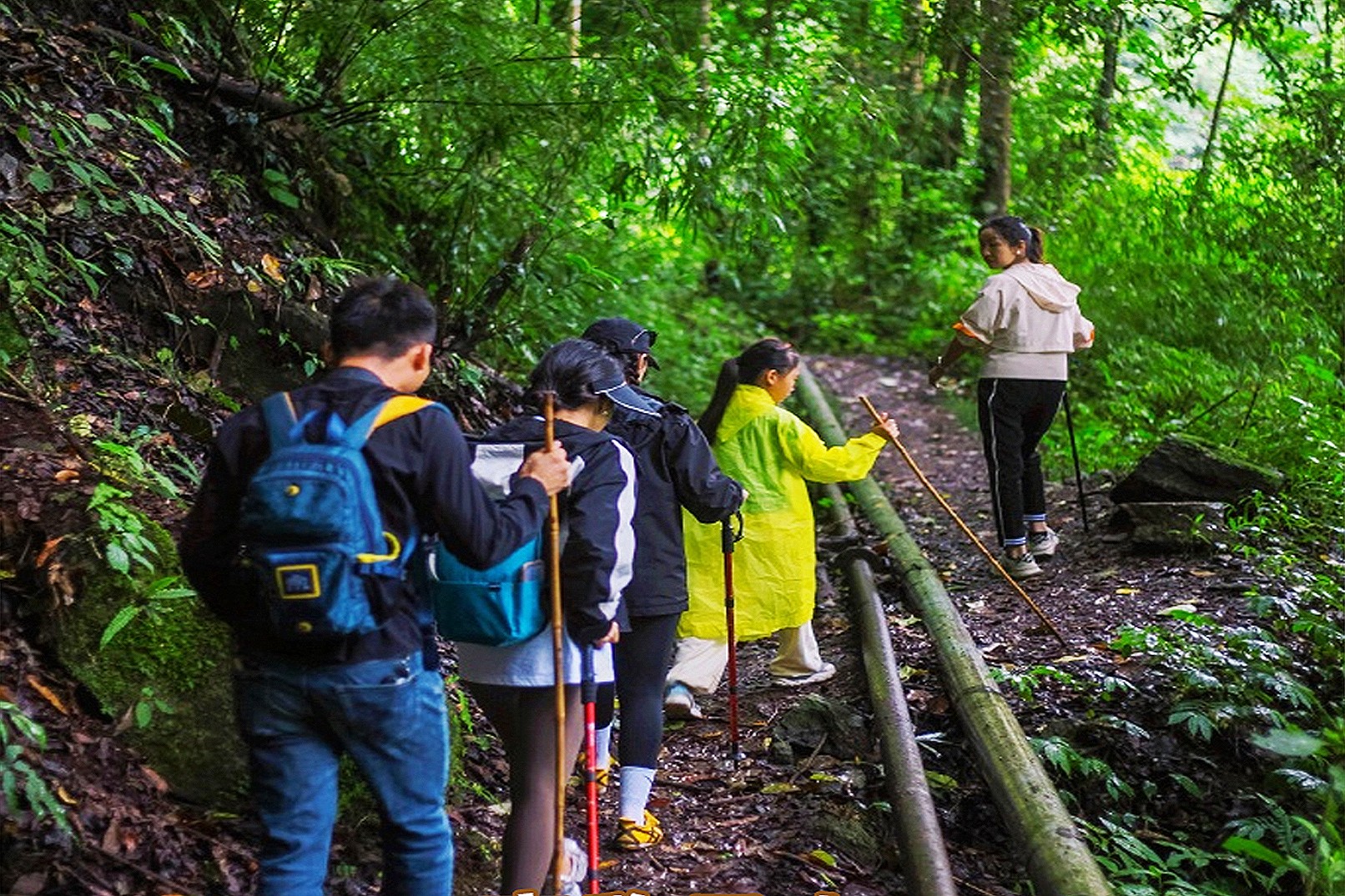 6-Day Yunnan Xishuangbanna + Pu'er Family Tour (Red Panda Manor + Elephant Valley Rain Forest Elephant Herding + Jungle Ziplining + Private Guide Rainforest Hike + Night Tour of the Chinese Academy of Sciences Botanical Garden with 1-on-1 Explanation + Ma